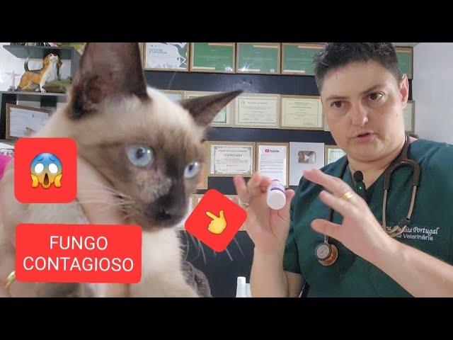 FUNGOS EM GATOS