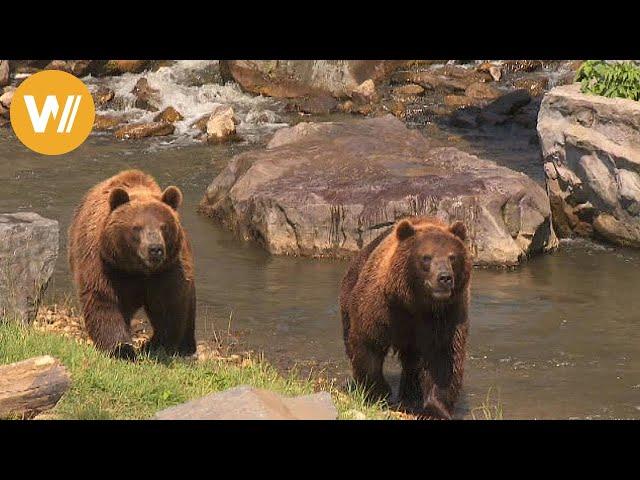 Kamtschatka-Braunbär | Unsere Tierwelt (Kurze Tierdokumentation)