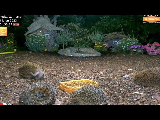 @NatureTec  the old Itchy make clear who's boss and then have a good scratch  4 hedgehogs to see