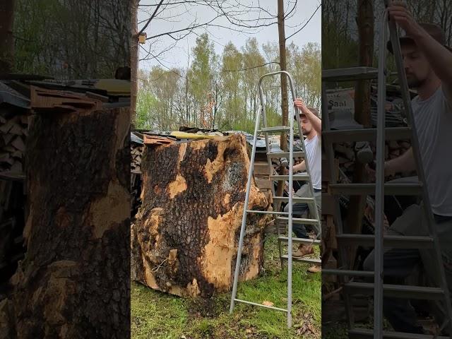 The one collegue shortly before end of work #shorts #funny #woodworking #bigtree #axe #fail