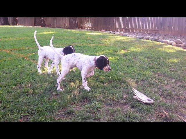 English Setter Training - Mac and Floyd at 3 months