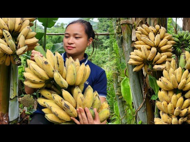 FULL VIDEO: 120 Days Harvest Banana, Litchi Fruit, Melon, Plum go market sell | Cooking, Gardening