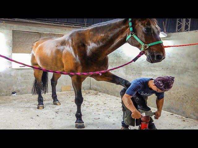 Horse Hoof Restoration in Taiwan, Horseshoe Forging and Fitting - Taiwan Farrier / 馬蹄修復達人、馬蹄鐵鍛造與安裝過程