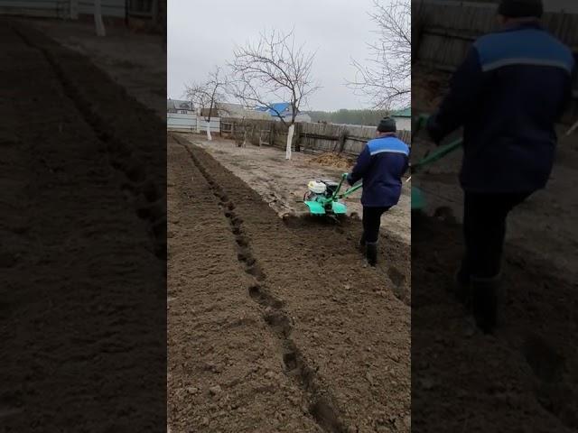 Фрезерование земли мотоблоком. Обработка земли перед нарезкой гребней для посадки картофеля.