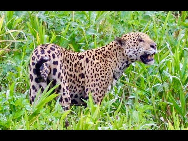 Saving Jaguars Trailer FINAL   HD 1080p