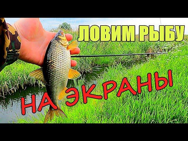 ЛОВИМ ОГРОМНУЮ ПЛОТВУ НА ЭКРАНЫ. Удачная рыбалка на экраны-телевизоры.