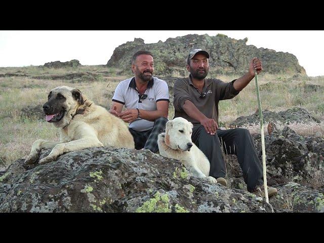 CANLI KURTLA KURTÇU KANGAL TESTİ ! KANGAL KÖPEKLERİNİ TEK TEK KURDUN ÜSTÜNE SALDILAR - KURT DİŞ ATTI