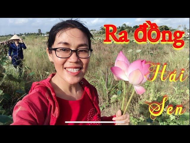 Ra đồng trống hái sen- khung cảnh tuyệt vời / AnNa Châu vlog