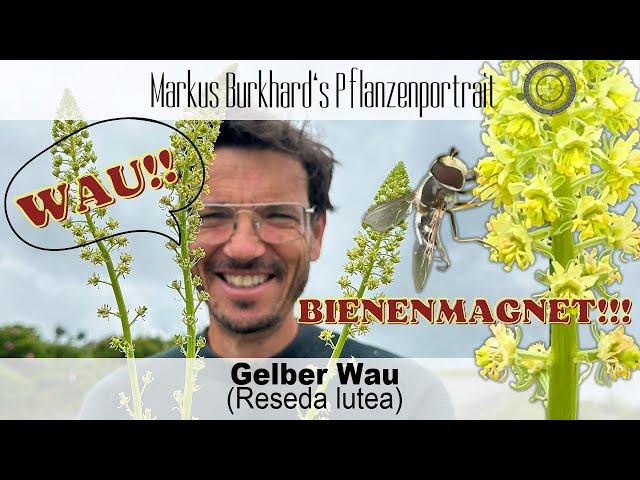 WAU!!! Was für ein BIENENMAGNET ️Gelber Wau - Reseda lutea