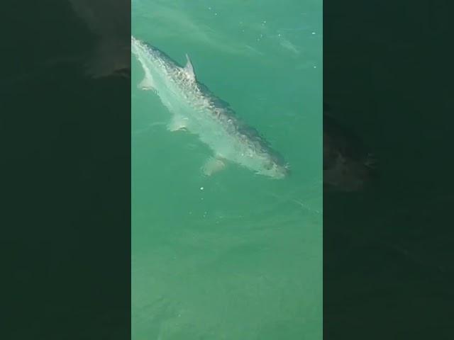 Bow To the Silver King! #subscribe #shortsvideo #shortsfeed #nature #tarponfishing #danthefishman