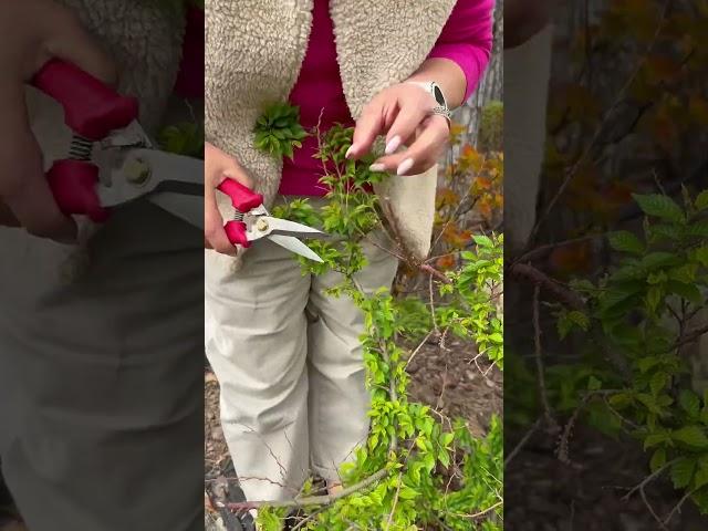 Что делать, чтобы кустарники не умерли?