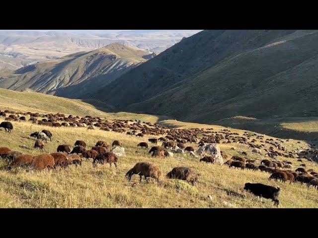 BİTMEYEN KOÇ DÖVÜŞLERİ | SÜRÜ İÇİN KEYİFLİ DÖNEMLER