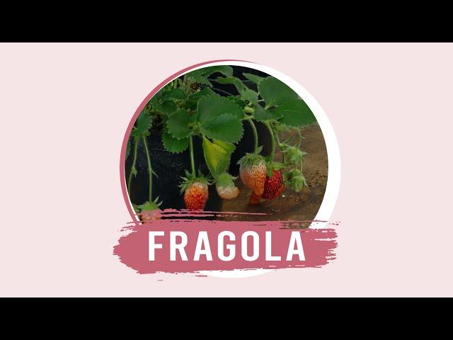 Fragola: come prendersene cura con CIFO