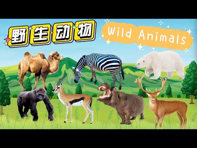 野生动物2（相对温顺的）| WILD ANIMALS | Learn Wild Animals in Chinese|中文加油站GG