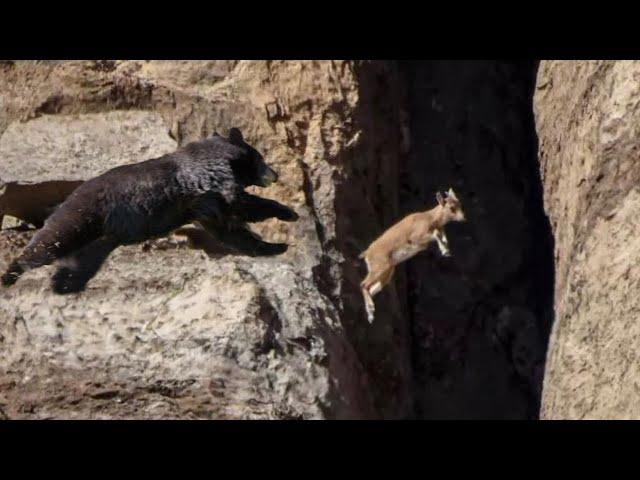 No Predator Can Catch Mountain Goats !!