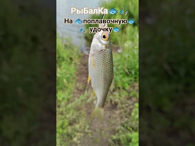 РЫБАЛКА на ПОПЛАВОЧНУЮ удочку природа отдых лес река