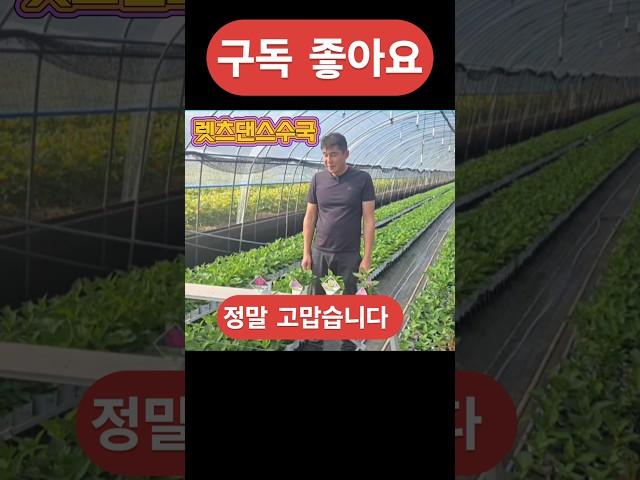 추워진 날씨 몸풀고 일하세요. #정원가꾸기 #렛츠댄스수국 #수국
