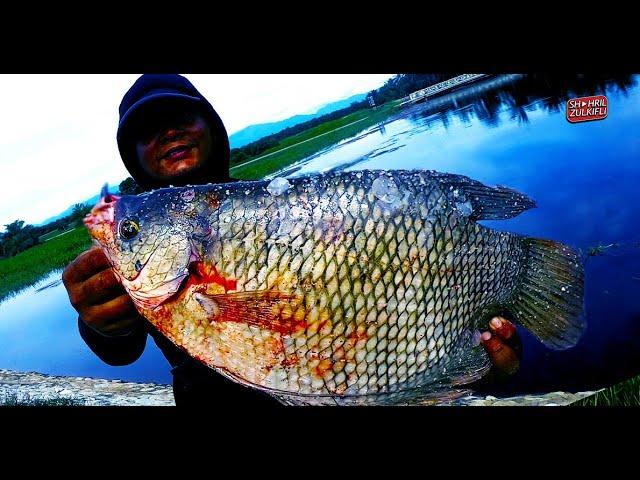 LUBUK IKAN KALOI (GIANT GOURAMI)