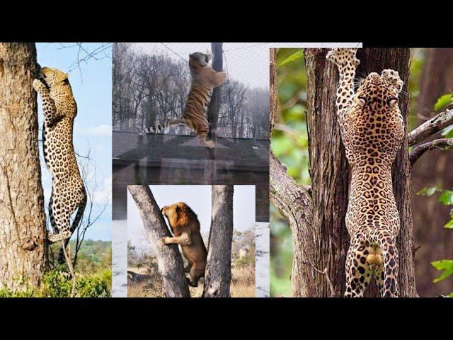 Which big cat is the best tree climber? Leopard or Tiger or Lion or Jaguar ?