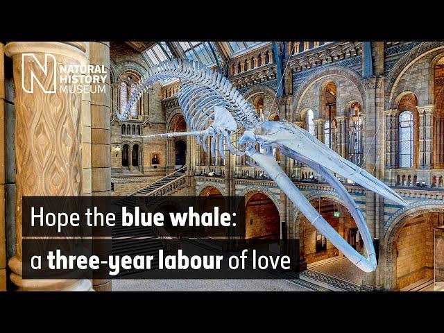 The blue whale: a three-year labour of love | Natural History Museum