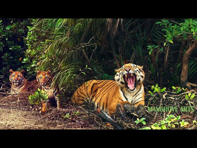 Sundarban National Park Tourism (2021) | Tiger Reserve Sundarban forest animals