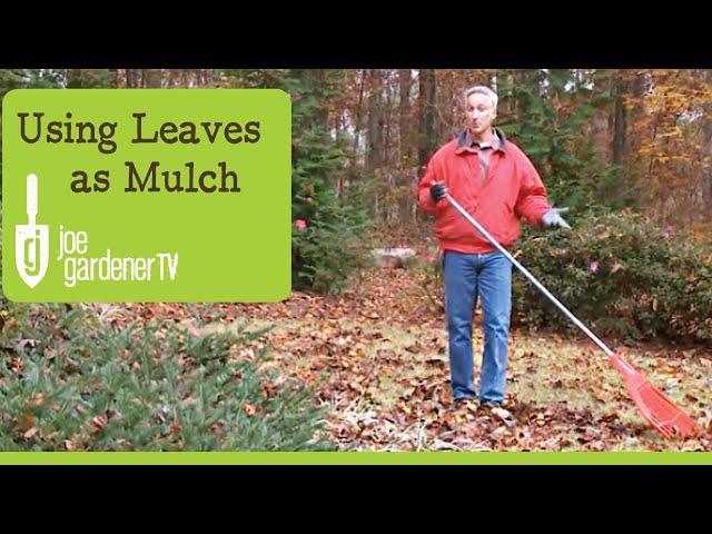 How to Use Leaves as Garden Mulch