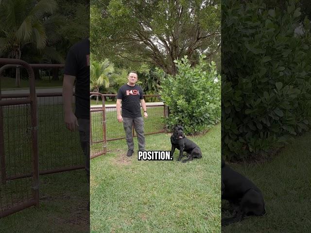 Greeting a New Dog 101