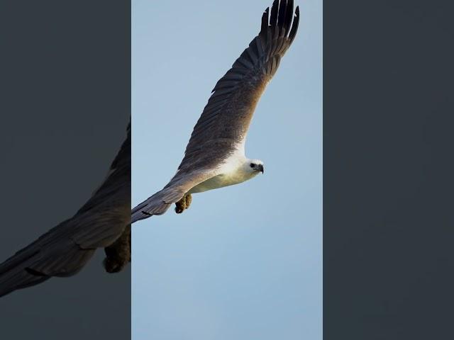 White-bellied sea eagle  #photography #Australia #eagle #birds #yourubeshorts