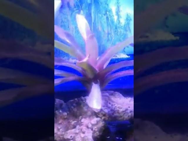 ZETLIGHT  A8 aquarium  LED