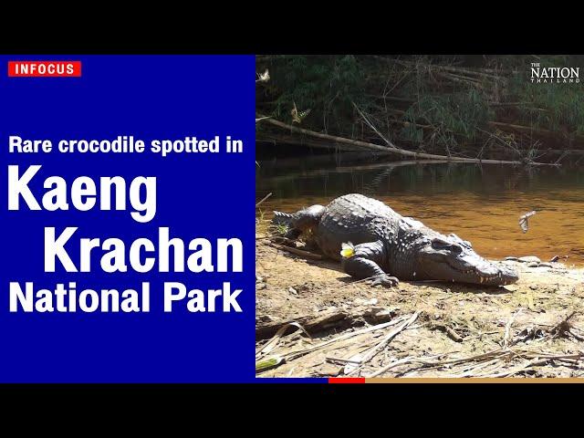 Rare crocodile spotted in Kaeng Krachan National Park | The Nation Thailand