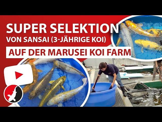 Super Selektion von Sansai (3-jährige Koi) auf der Marusei Koi Farm!