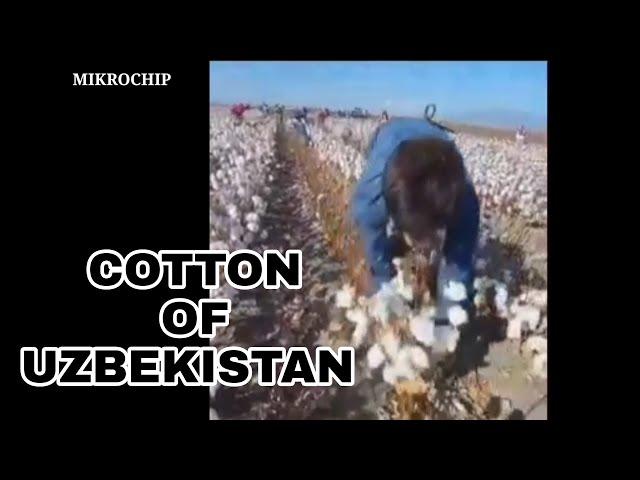 ANA PAXTA TERISH KUNIGA 250-300kg, cotton of Uzbekistan