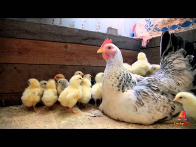 backyard chickens - Hen and chicks