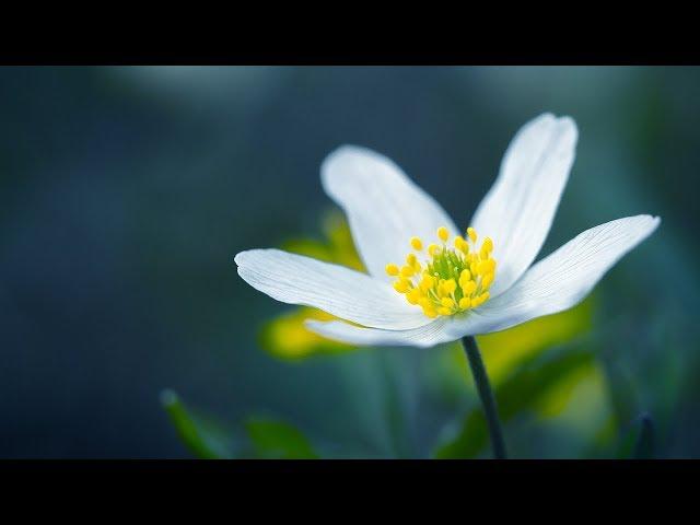 Micro Four Thirds vs. Full Frame in Macro Photography