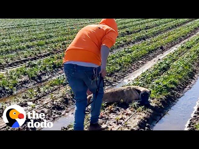 Dog Has The Best Reaction When He Reunites With His Rescuer | The Dodo