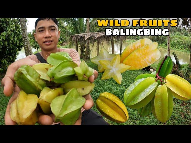 Pangunguha ng STAR FRUITS o BALINGBING na pakatamis na prutas