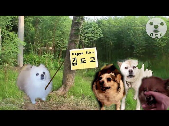 김도고 세뇌교육 ( kulikitaka )