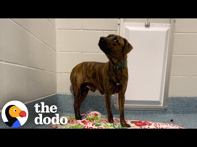 Rescue Pups' Personalities Transform Entirely Once They're Home  | The Dodo