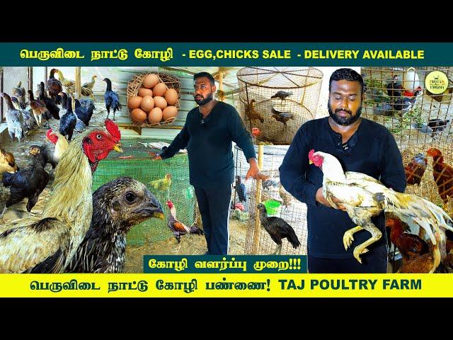 நாட்டுக்கோழி பண்ணை | Peruvidai Koli Valarpu tamil | Poultry Farm | Naattu Kozhi | Vlog Tamizha