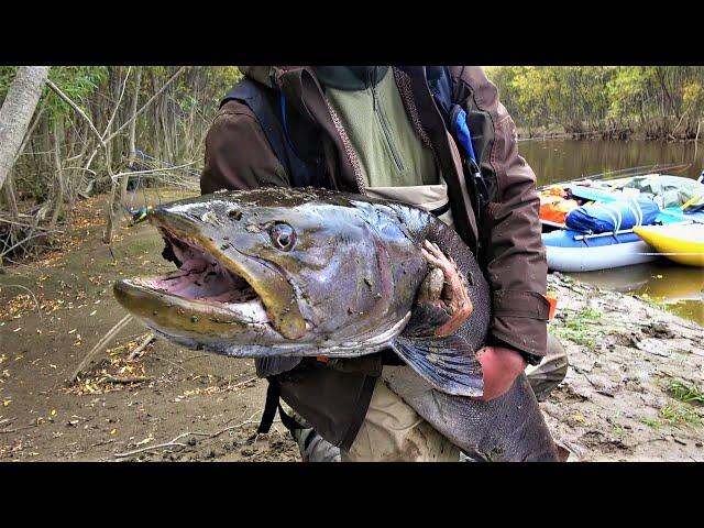 Great fishing in Siberia. Trophy TAIMEN