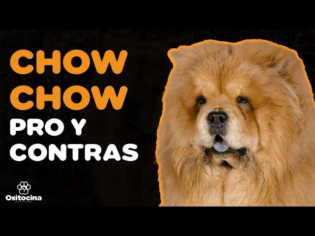 CHOW CHOW: VENTAJAS Y DESVENTAJAS