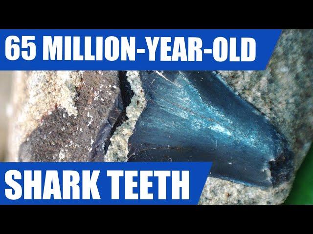 Fossil shark teeth hunt - I find a tooth from the Megalodon's Cretaceous ancestor