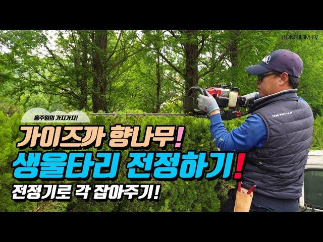 가이즈까 향나무! 생울타리 전정하기.. 전정기로 각 잡아주기 / Pruning the fence neatly