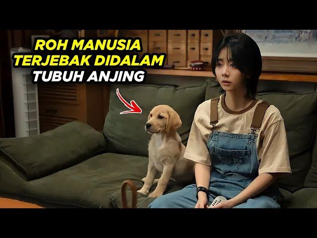 Sejak Ayah Meninggal, Anjing ini Menjadi Jelmaan Orang Yang Sudah Tiada - Alur Cerita Film