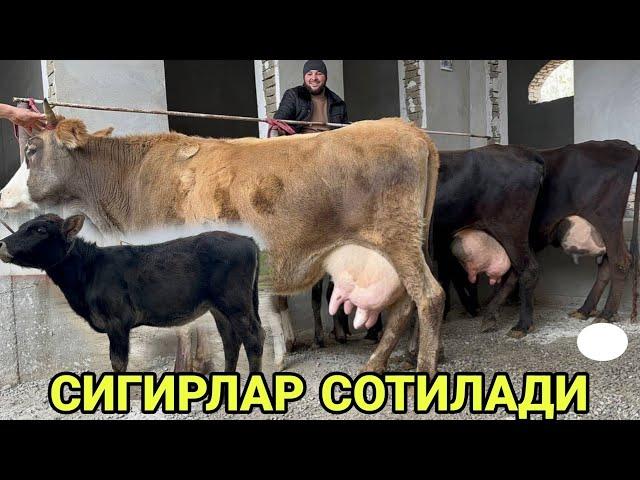 САРДОР БЕКДАН 3 БОШЛИ ШВЕД КОРА СУТЛАРИ ЕУП СИГИРЛАР СОТИЛАДИ SOTILADIGON SIGIRLAR 23 ноября 2024 г