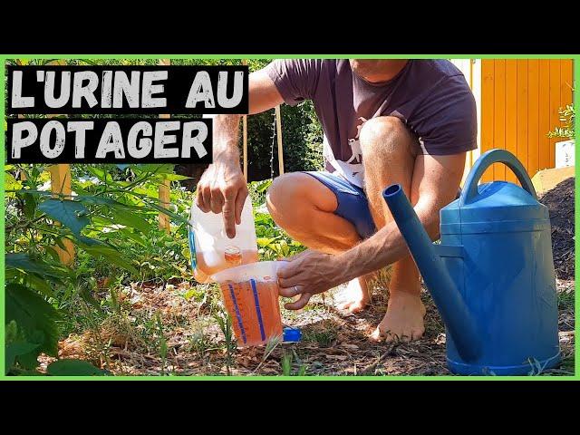 L' URINE au potager ► Source d'ABONDANCE