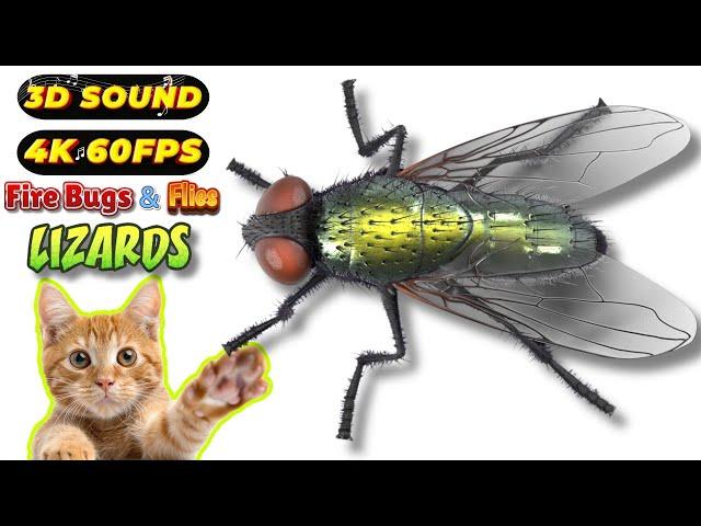 CAT GAMES TOM TV & BiBi | Ultimate Compilation Catching The LIZARDS, Flies, FireBugs11 HOURVol 214