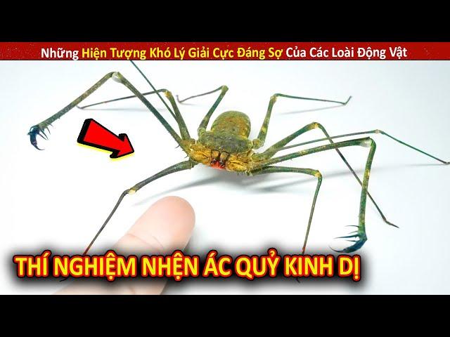 Những Hiện Tượng Khó Lý Giải Cực Đáng Sợ Của Các Loài Động Vật P26 || Review Giải Trí Đời Sống