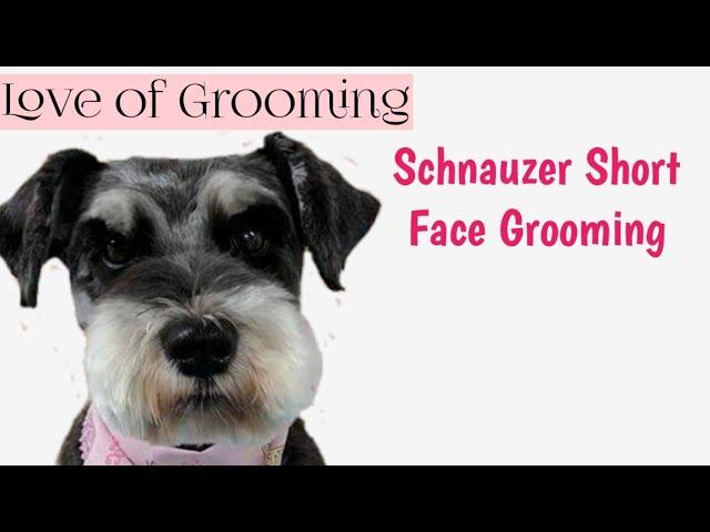 How to Clip a Pet Schnauzers Face and Eyebrows Short | Pet Schnauzer Grooming