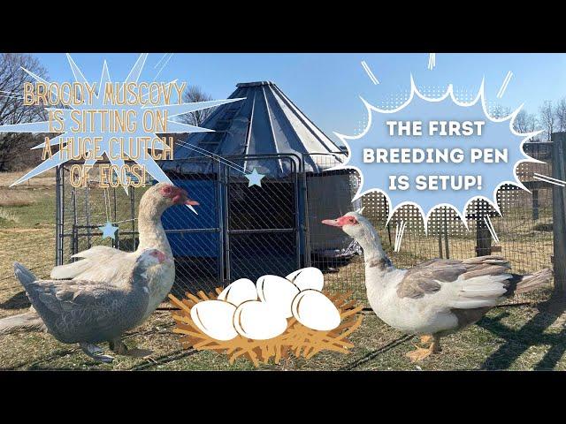 Setting Up Our Muscovy Breeding Pens! (Muscovy Duck House)